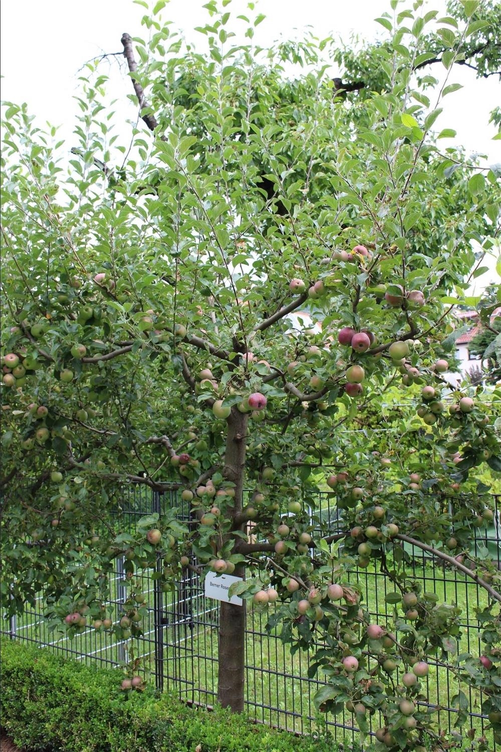 Baum mit Äpfeln (Natascha Rauschkolb)