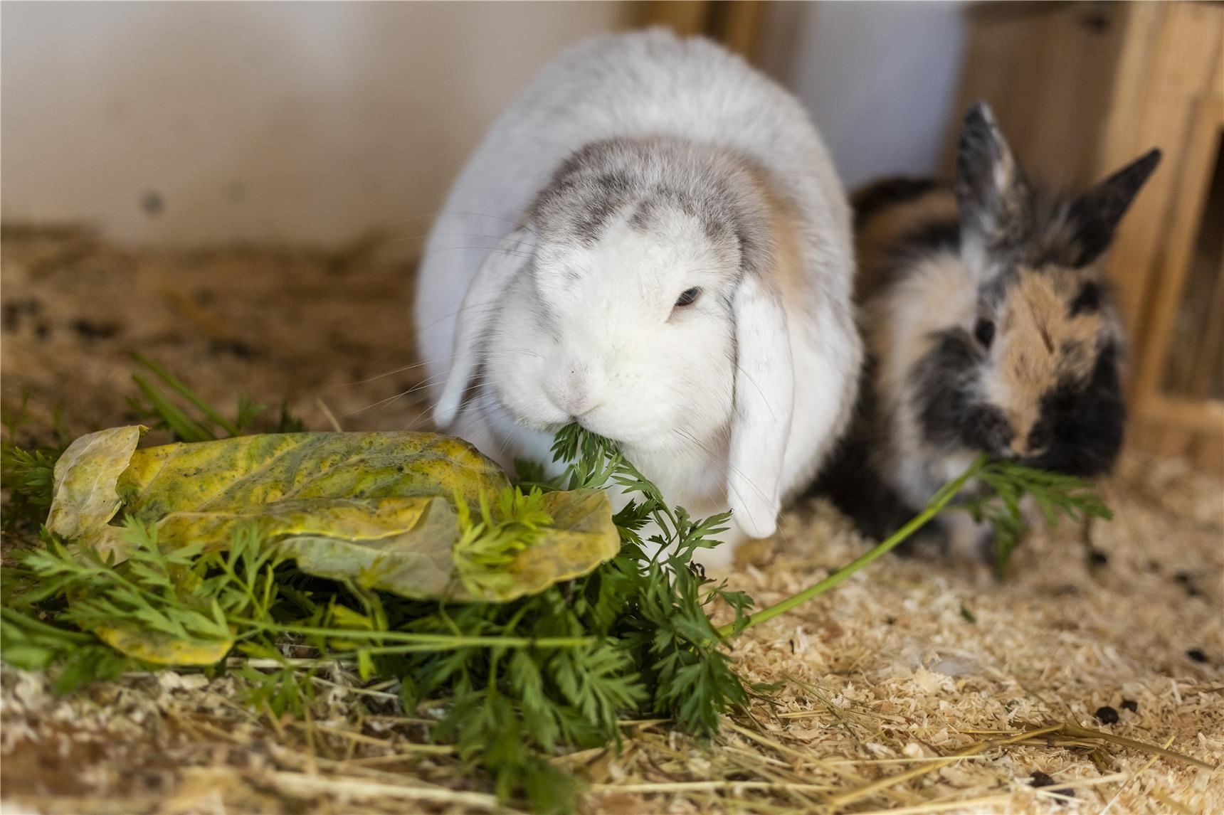 Zwei Kaninchen essen Salat und Kräuter (Thomas Wagner)
