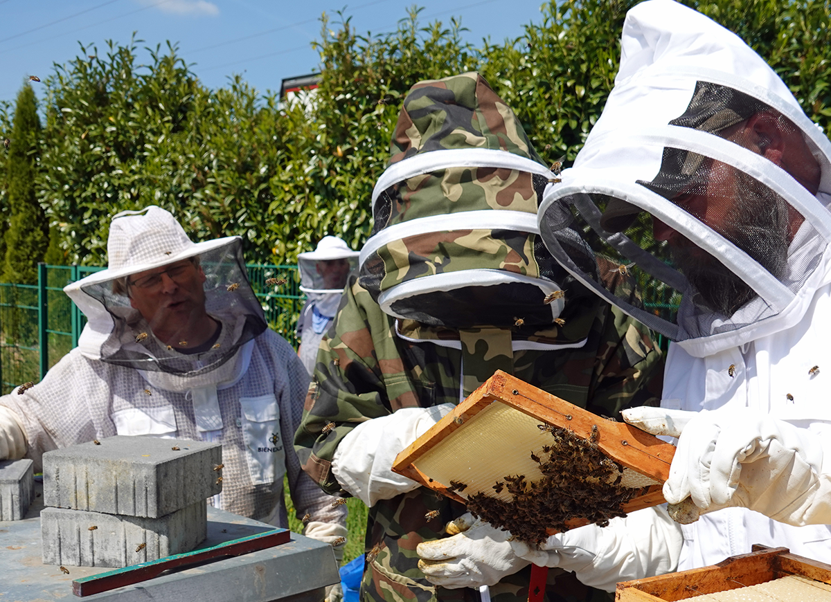 Vier Personen in Schutzkleidung stehen vor einigen Bienenkästen. Eine der Personen hält ein Rähmchen mit Bienen und Honig in den Händen. (Foto: Thomas Hohenschue)