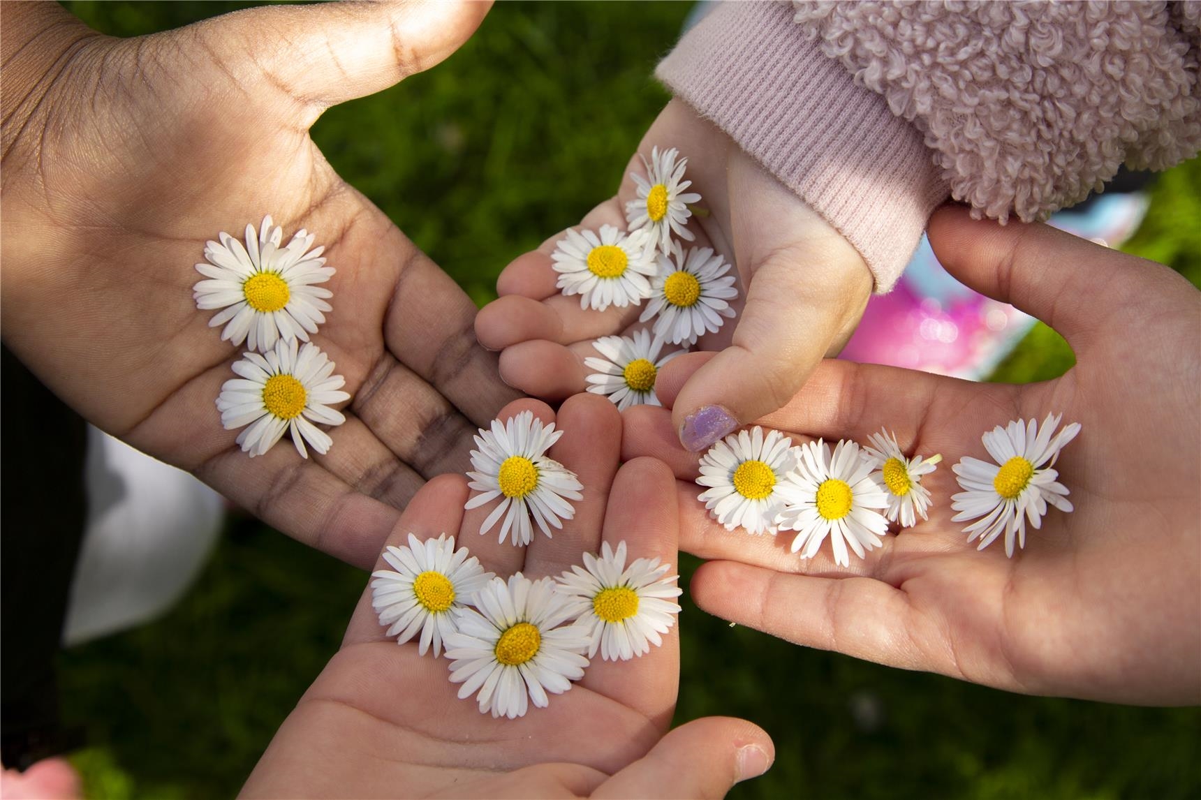 Kinder strecken ihre Hände aus, auf denen Gänseblümchen liegen. 