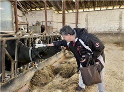 Murat Goekce streichelt eine Kuh