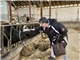 Murat Goekce streichelt eine Kuh