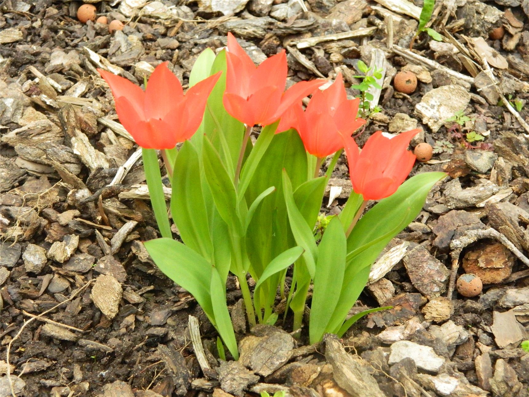 Kleine rote Tulpen im Garten der Sinne (St. Michael)