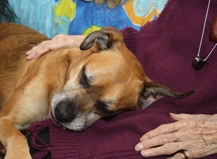 Therapiehund legt den Kopf auf den Schoß der demenziell erkrankten Frau