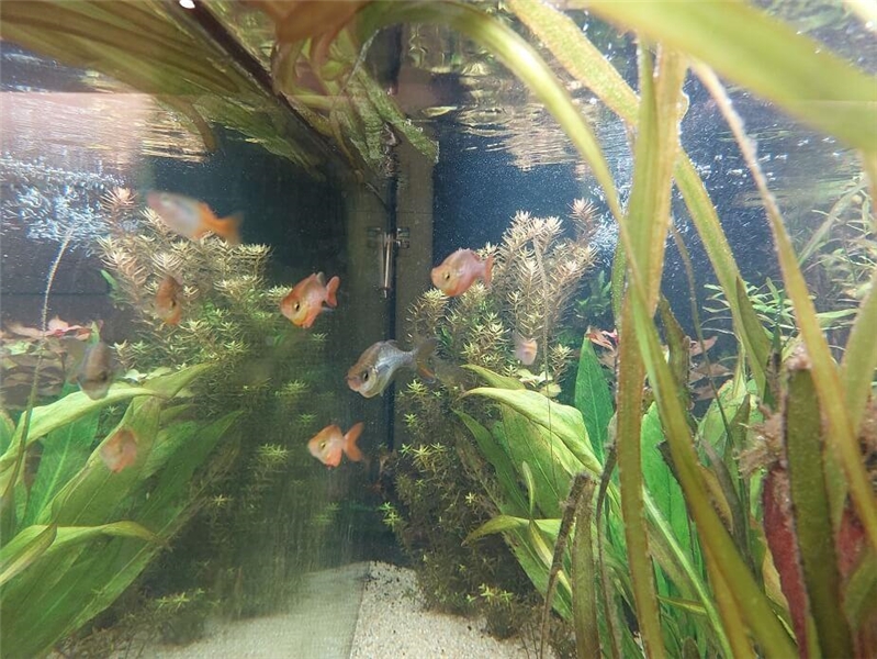 Aquarium in St. Birgitta