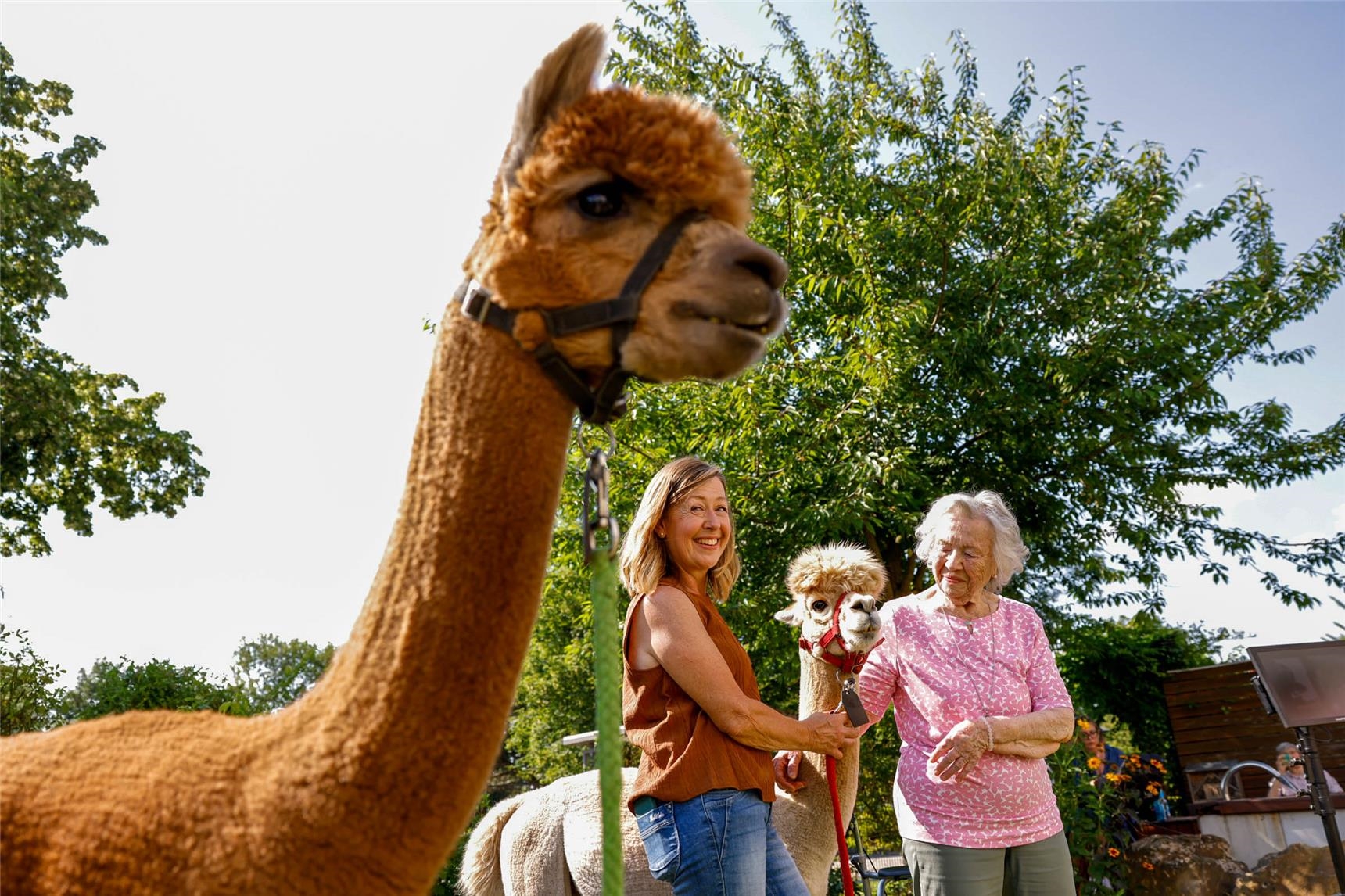 Zwei Frauen und zwei Alpakas stehen auf einer Wiese. 