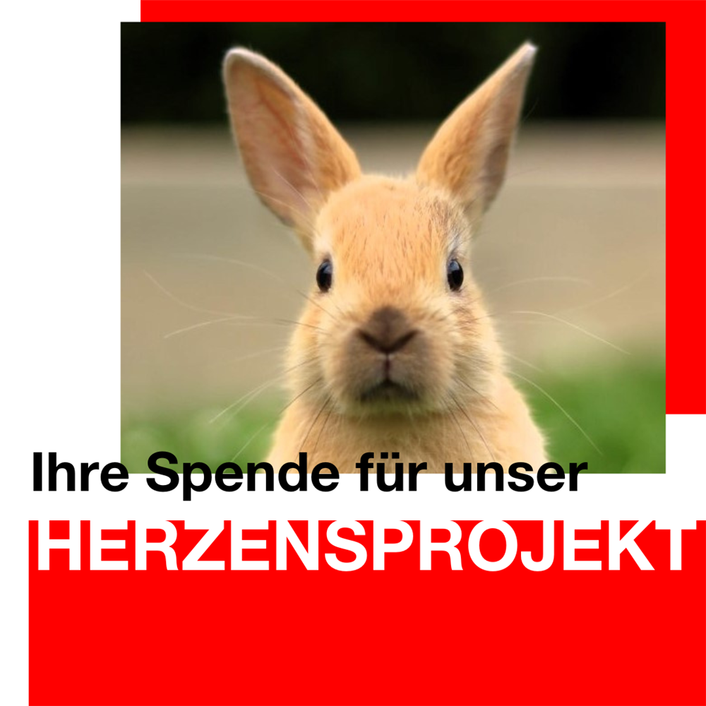 Spendenaufruf Hasenfamilie