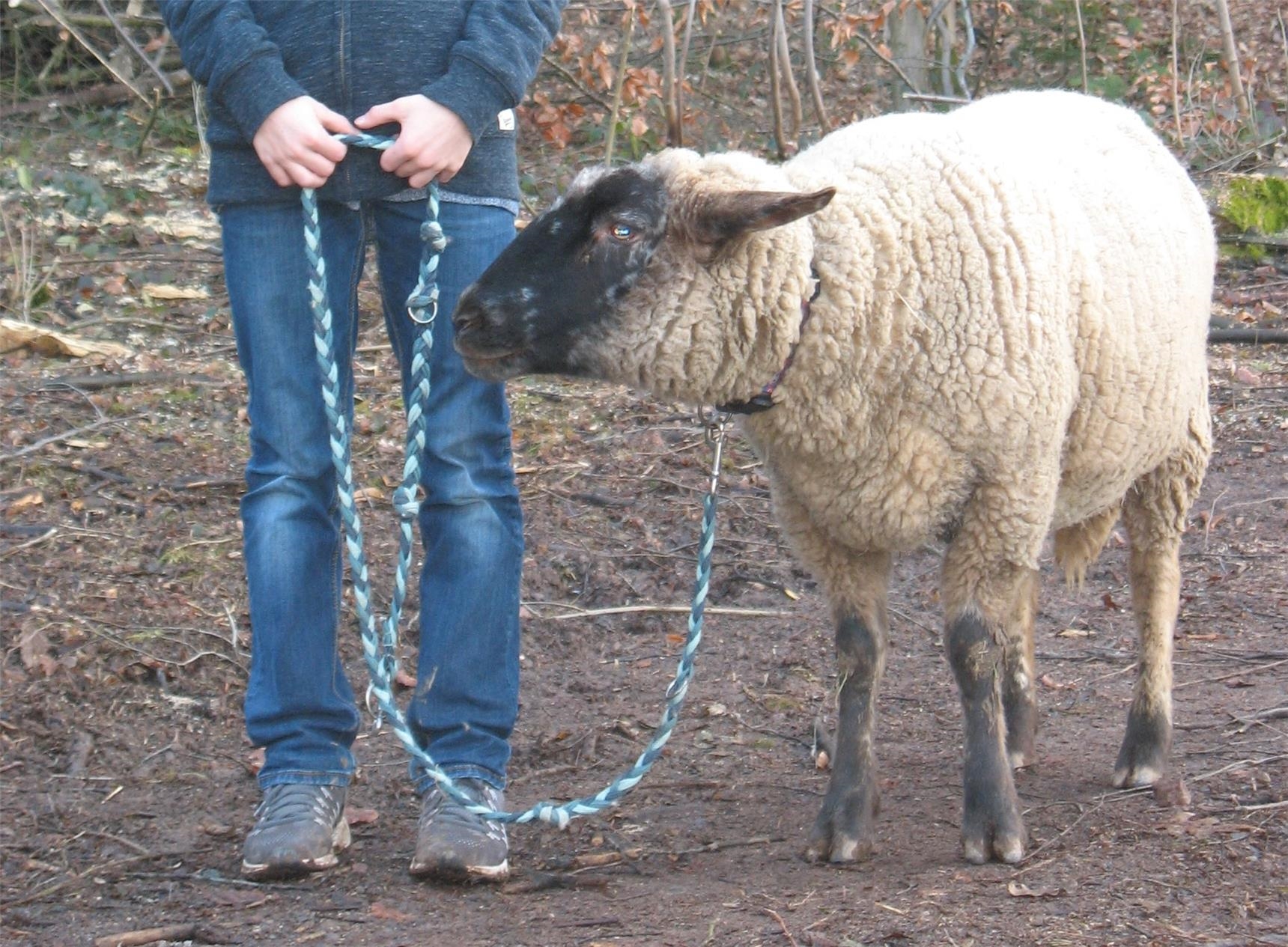 Spaziergang mit Schaf 