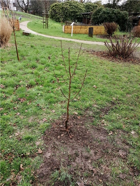 Ein kleiner, frisch gepflanzeter Pfirsichbaum