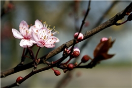 eine Kirschbaumblüte in Nahaufnahme, die an einem langen Ast mit Knospen nach oben steht / (c) Adam Tomasik 