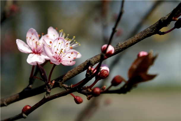 eine Kirschbaumblüte in Nahaufnahme, die an einem langen Ast mit Knospen nach oben steht / (c) Adam Tomasik 