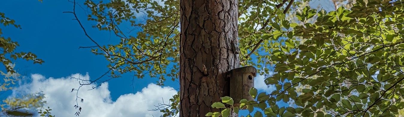 Nahaufnahme von einem Baumstamm mit Vogelhäuschen