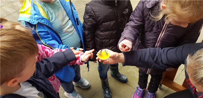 Kinder halten eine Orange in der Hand, auf der ein Schmetterling sitzt.