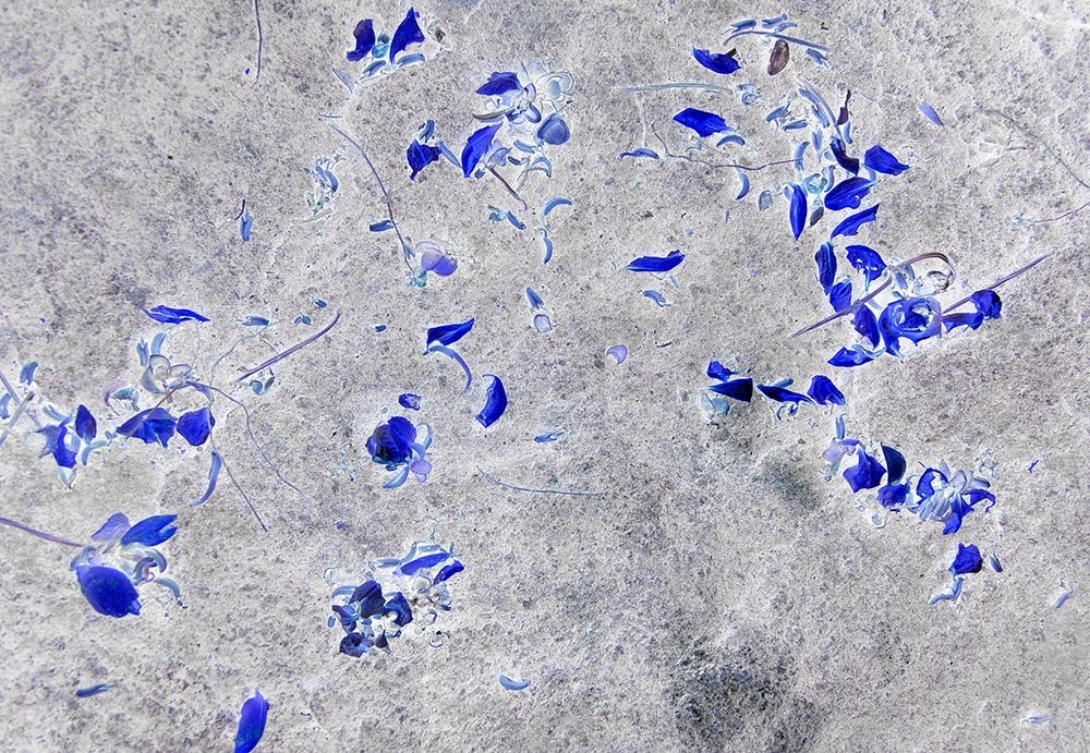 Graue Fläche mit einzelnen blauen Blumen (Foto: Stefan Kurt)