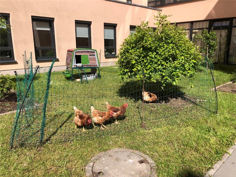 Im Altenzentrum St. Antonis gibt es freilaufende Hühner