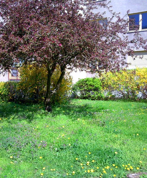 Frühlingsfrischer blühender Grünbereich um die Seniorenanlage St. Hildegard. 
