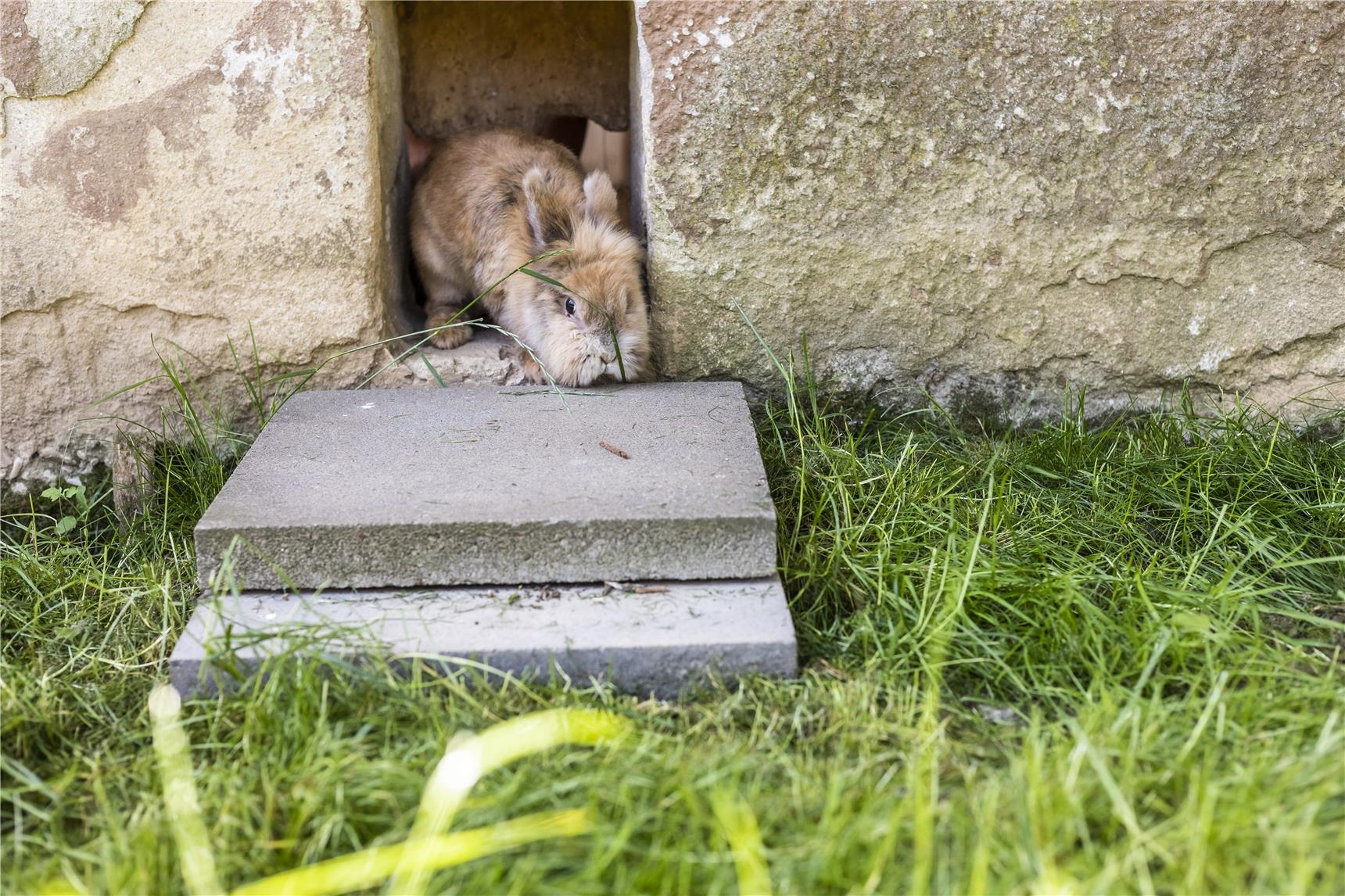 Ein Kaninchen verlässt einen Stall auf eine Wiese (Thomas Wagner)