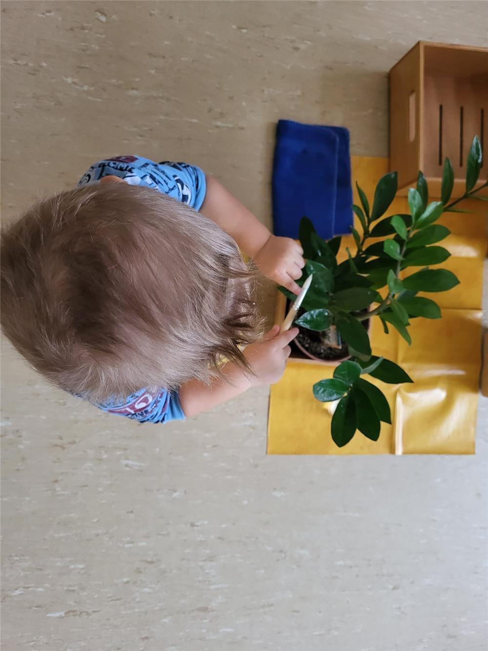 Ein Kind untersucht einen Ficus Benjamnina 