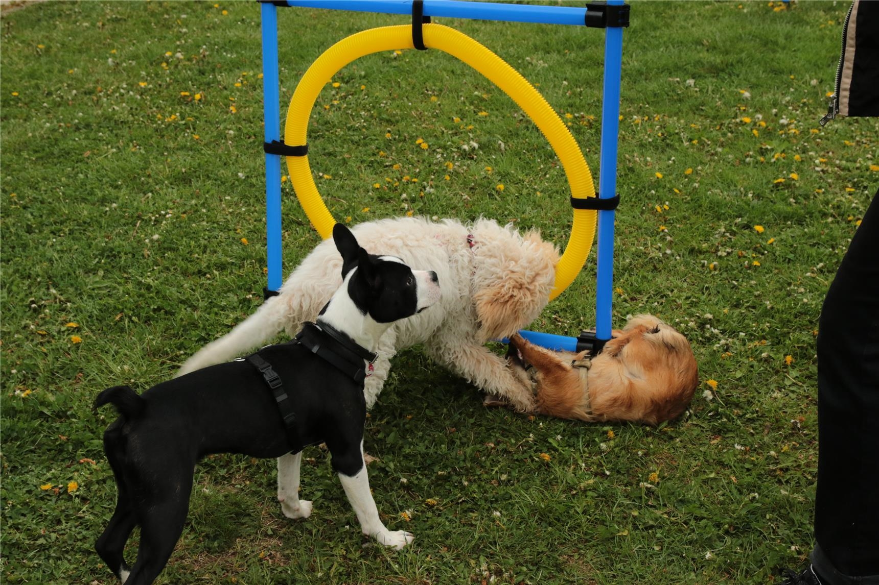 Zwei Hunde beim Spielen (Caritas Stiftung Stuttgart)