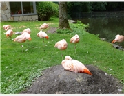 Die Flamingos schlafen auf einem Bein