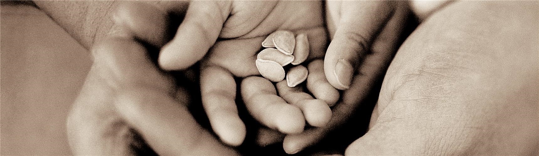 Kleine Hände in großen Händen halten Samenkörner