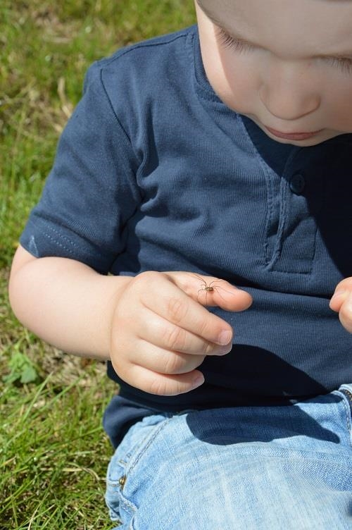 Kleiner Junge betrachtet Spinne auf seiner Hand (HAUS TOBIAS/Caritasverband Trier)