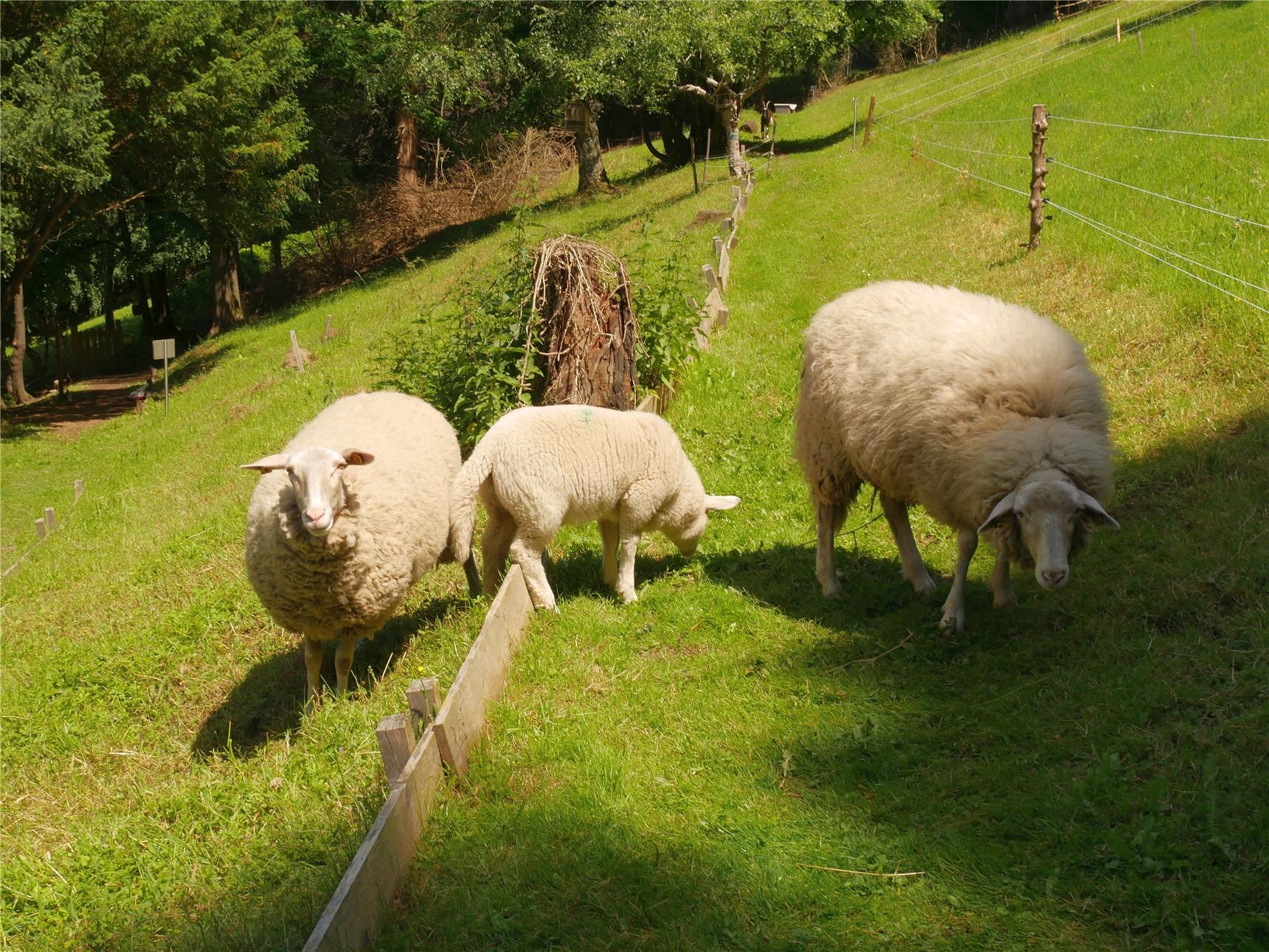 angezogene Schafe (Andrea Bartsch)
