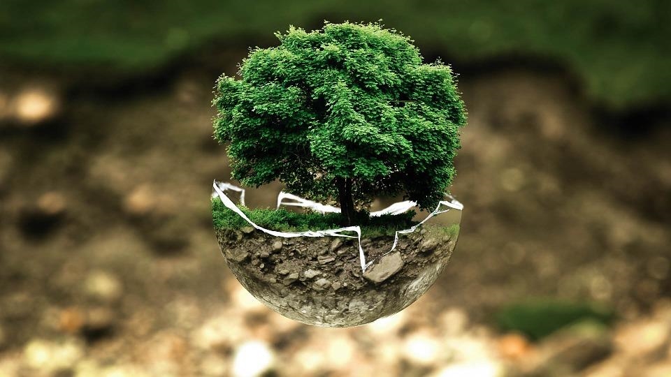 Baum in Seifenblase, global warming, Umwelt 