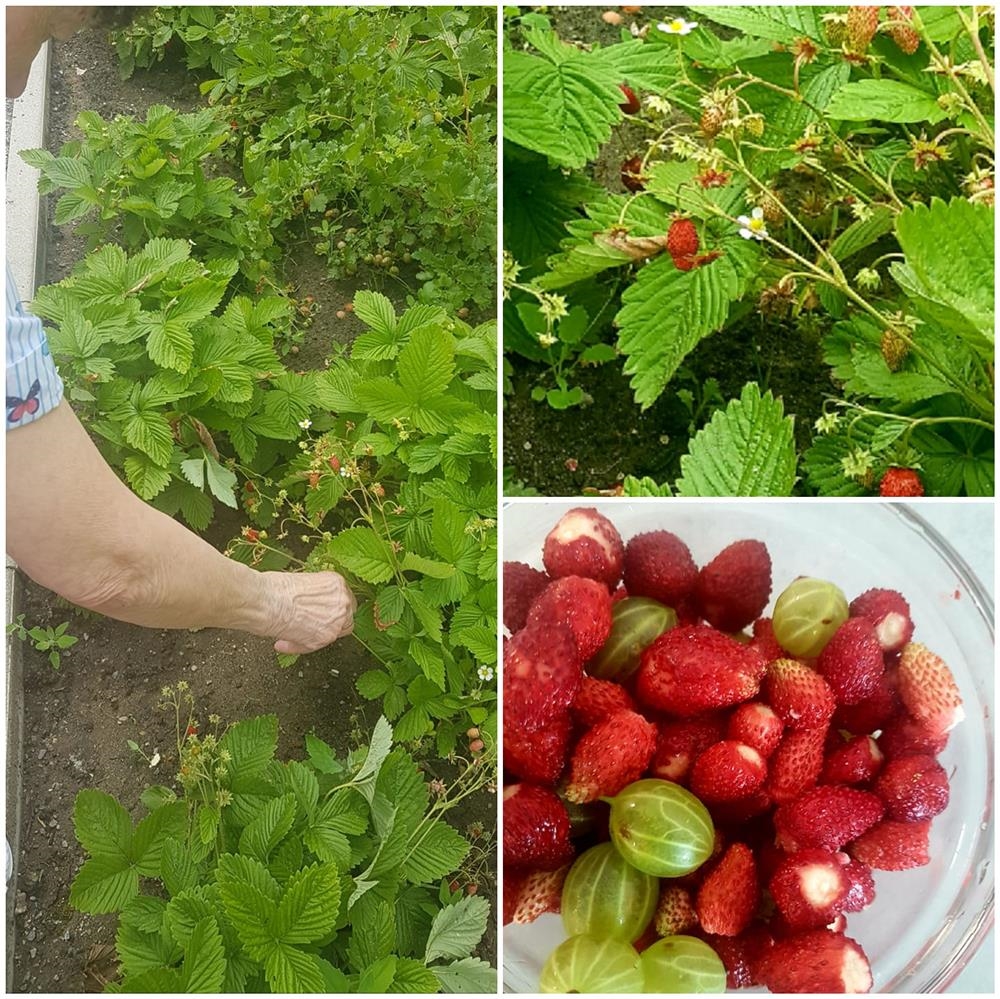 Die Bewohner*innen pflücken Erdbeeren im hauseigenen Garten 