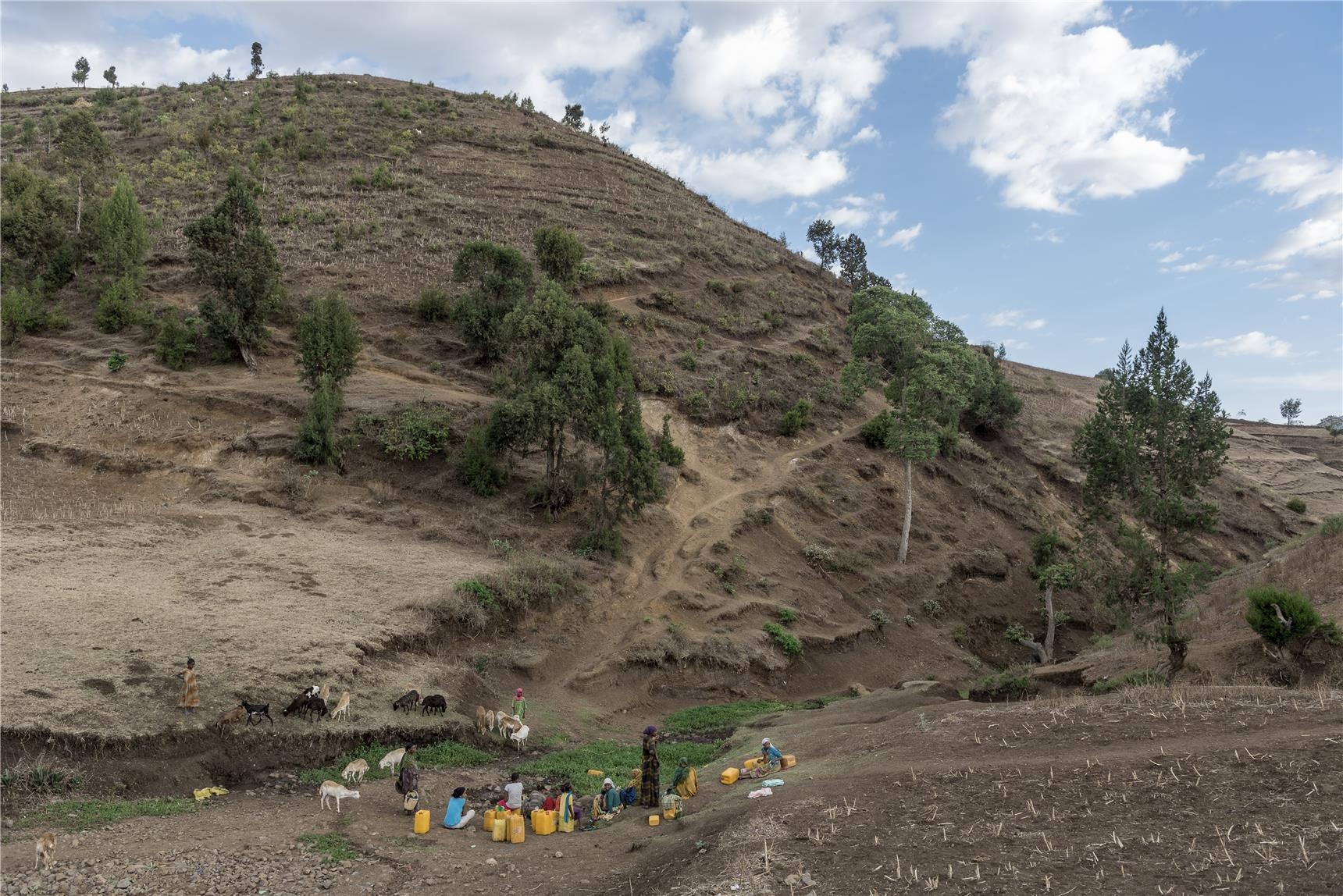 Ziegenweide in Äthiopien (Christoph Gödan)