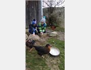 Elias und Adrian beim Hühner füttern