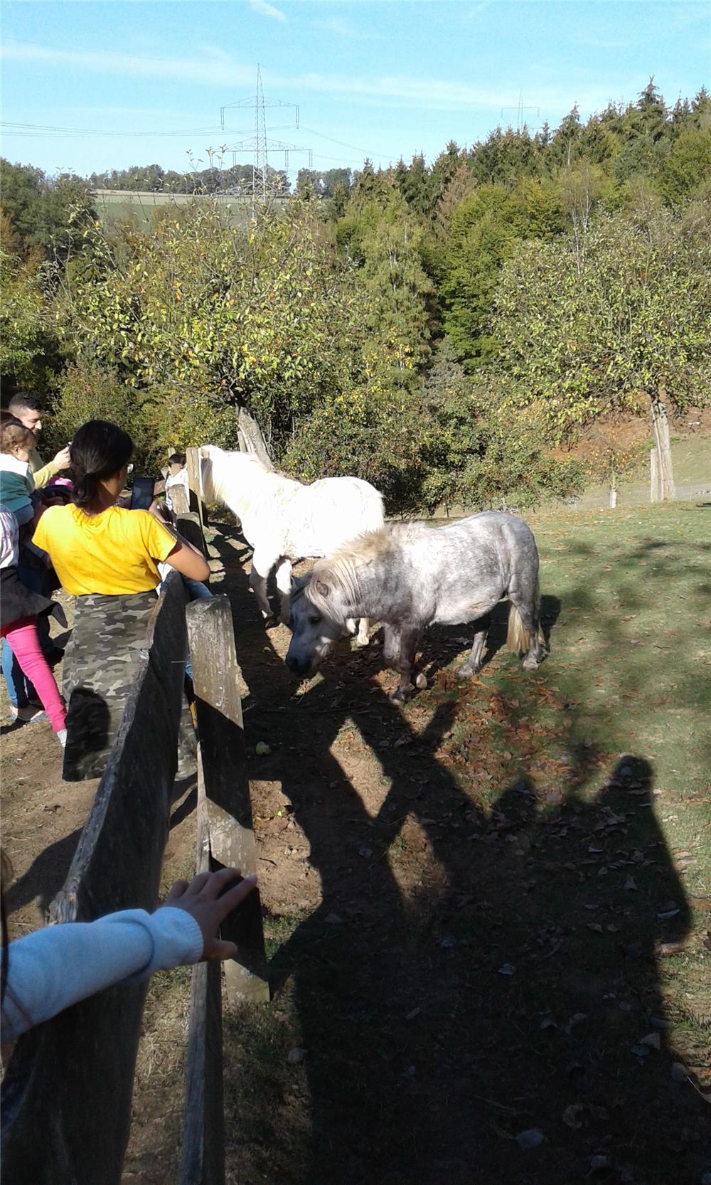 Kinder streicheln Ponys über den Zaun 