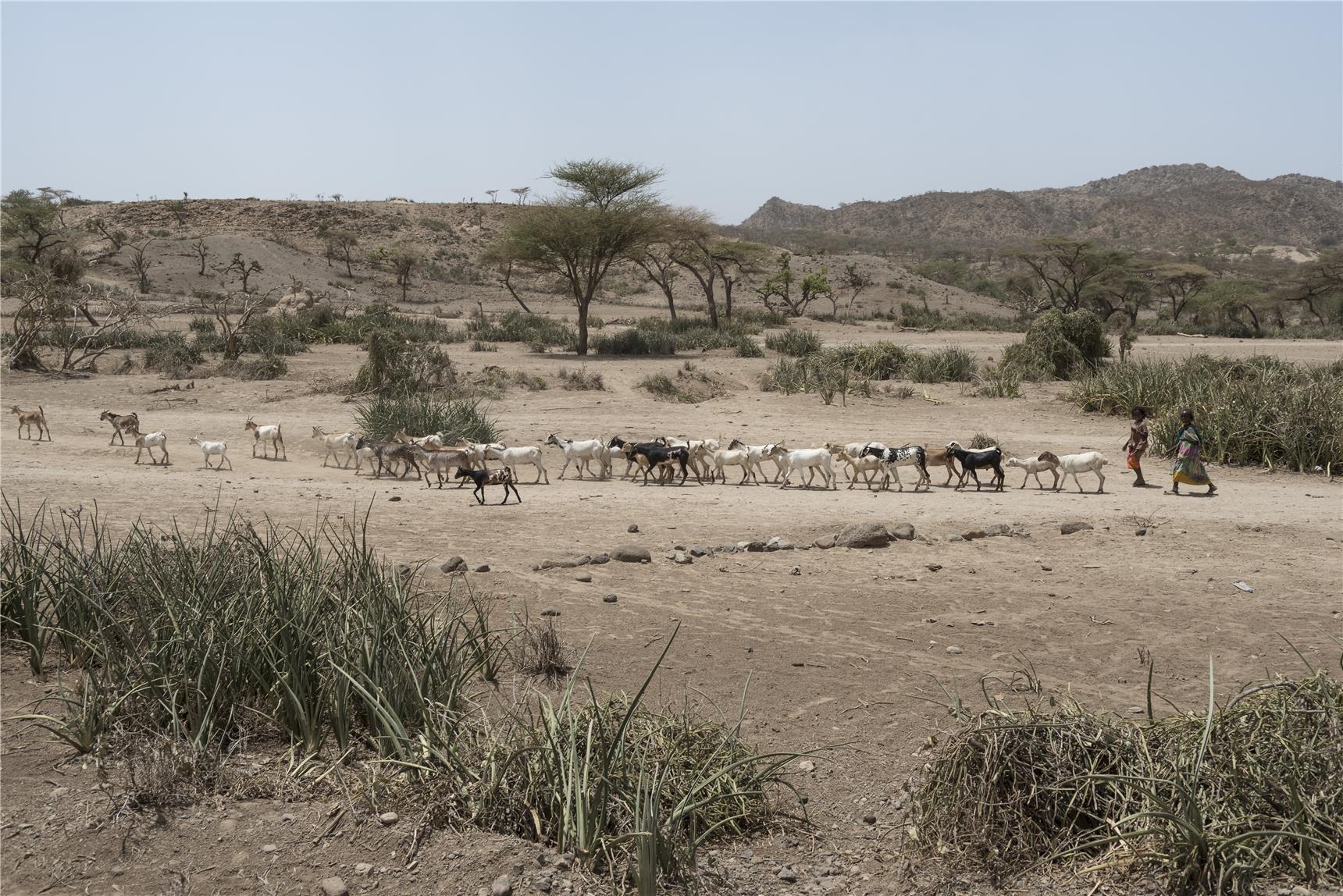 Steppe in Äthiopien (Christoph Gödan)