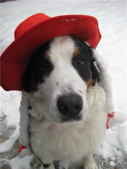 schwarz-weiß-gefleckter Hund mit rotem Hut  (©caritasverband bocholt)