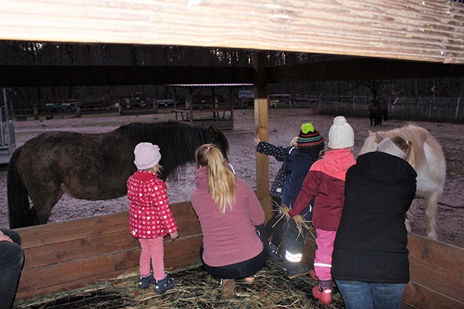 Kinder mit Begleitung beim Füttern der Ponys (Caritasverband Darmstadt e. V.)