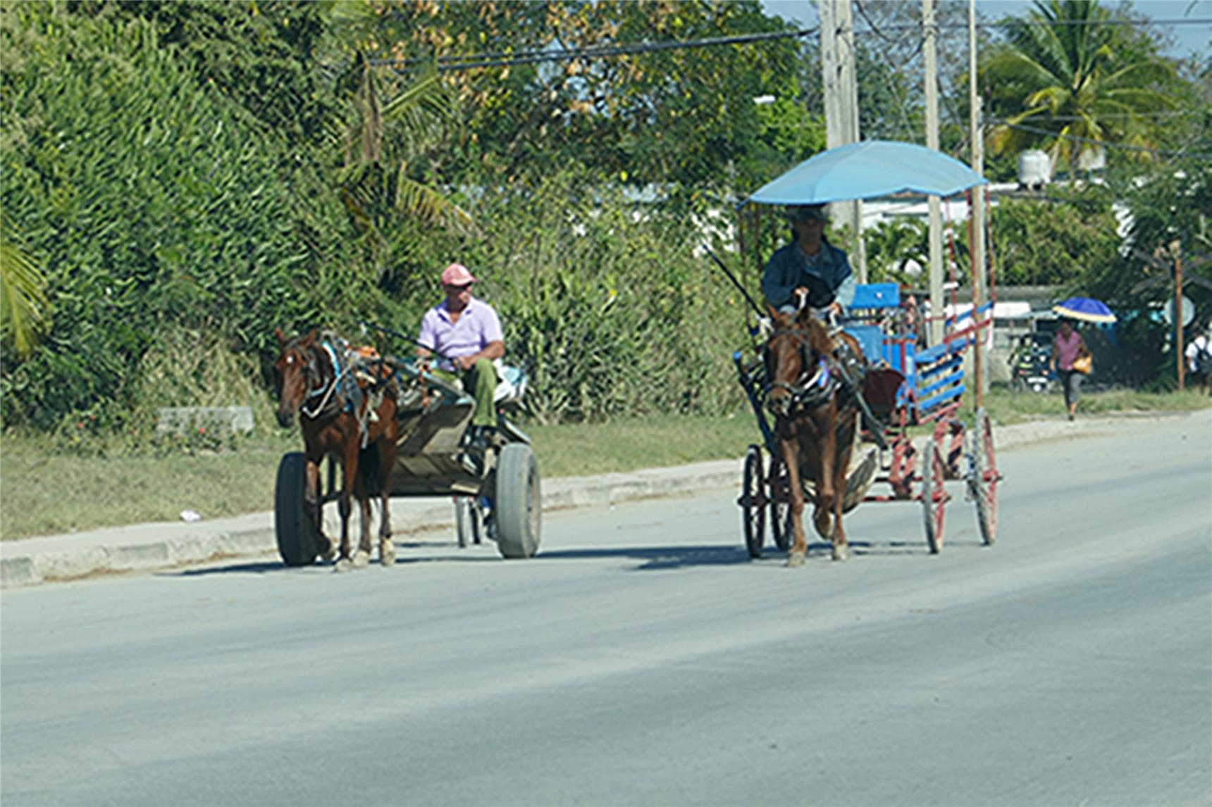 Pferdekarren sind oft das einzig zuverlässige Verkehrsmittel (Benzinmangel) 
