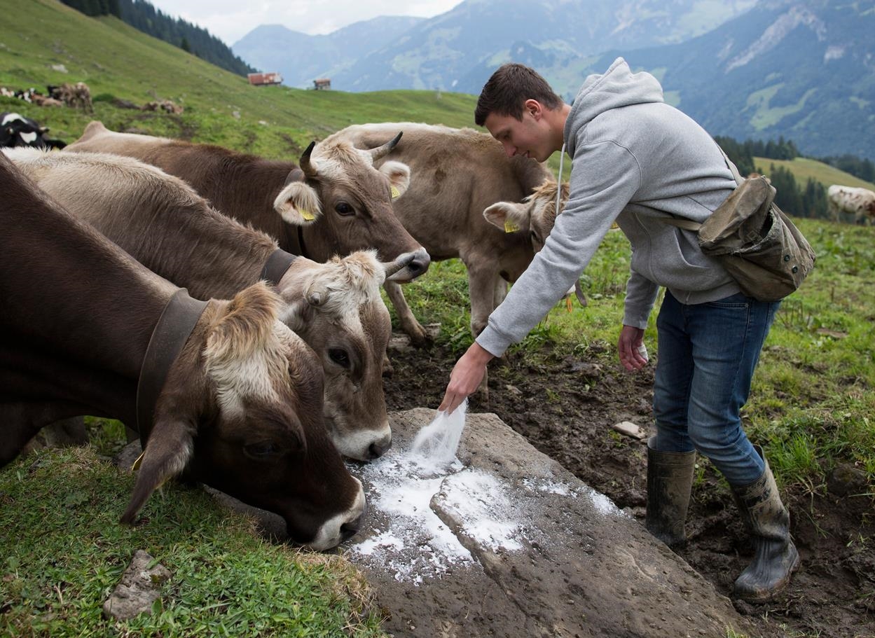 Junger Mann versorgt Kühe (Caritas Schweiz)