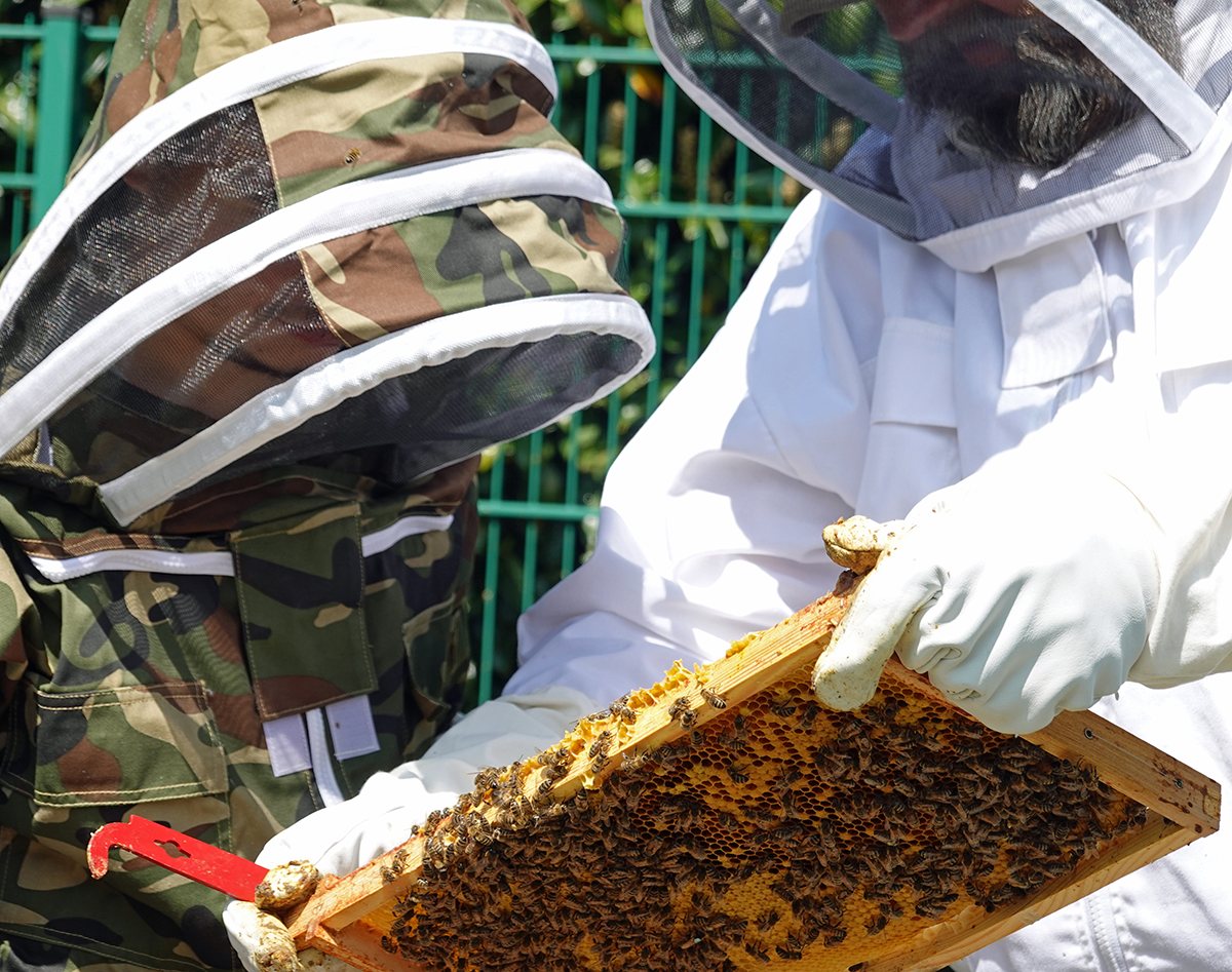Zwei Personen in Schutzkleidung stehen vor einigen Bienenkästen. Eine der Personen hält ein Rähmchen mit Bienen und Honig in den Händen. (Foto: Thomas Hohenschue)