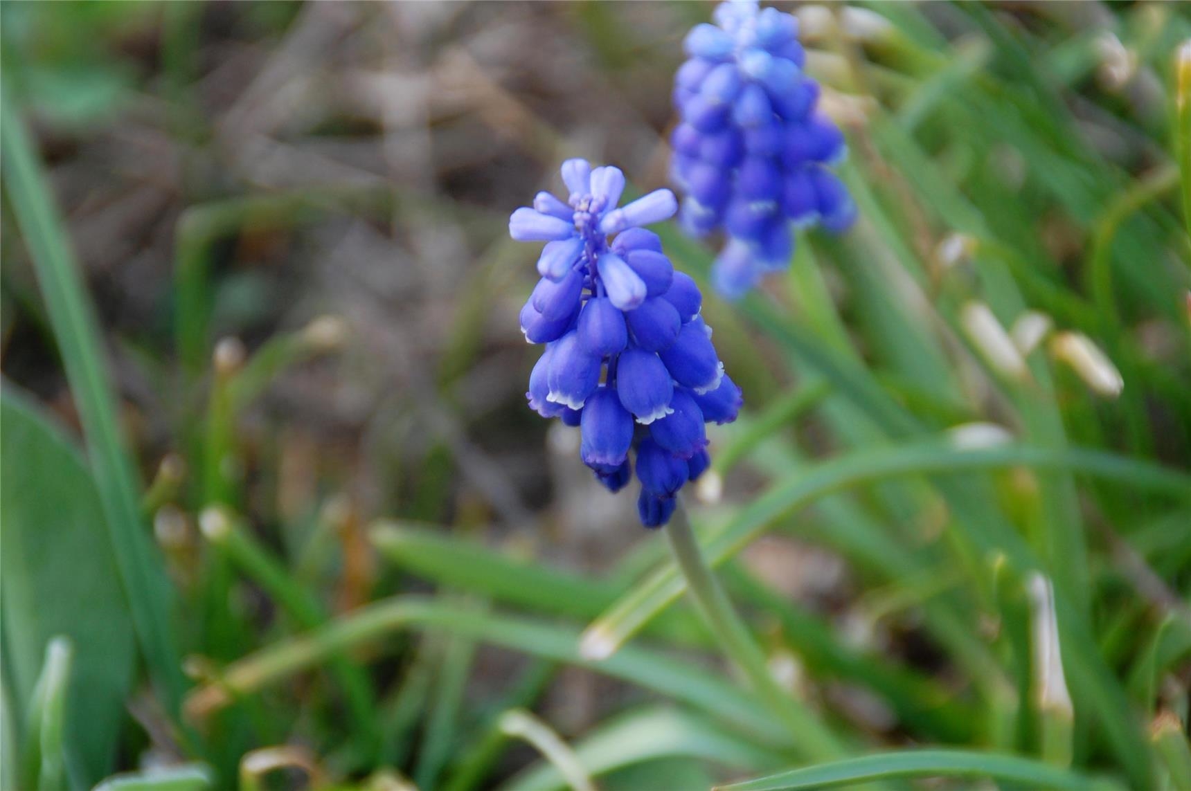 Vinzenz - 002 - Blume blau (Caritas-Zentrum St. Vinzenz)