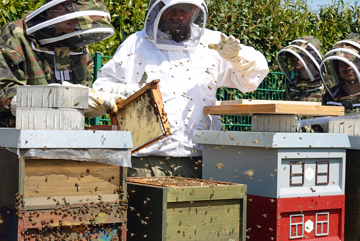 Vier Personen in Schutzkleidung stehen vor einigen Bienenkästen. Eine der Personen hält ein Rähmchen mit Bienen und Honig in den Händen. (Foto: Thomas Hohenschue)