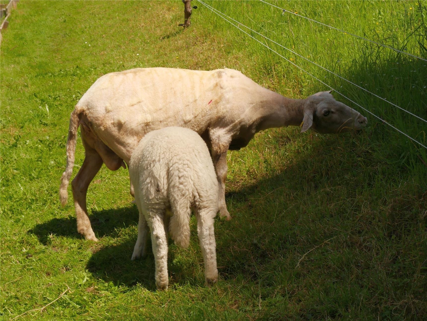 ausgezogenes Schaf (Andrea Bartsch)