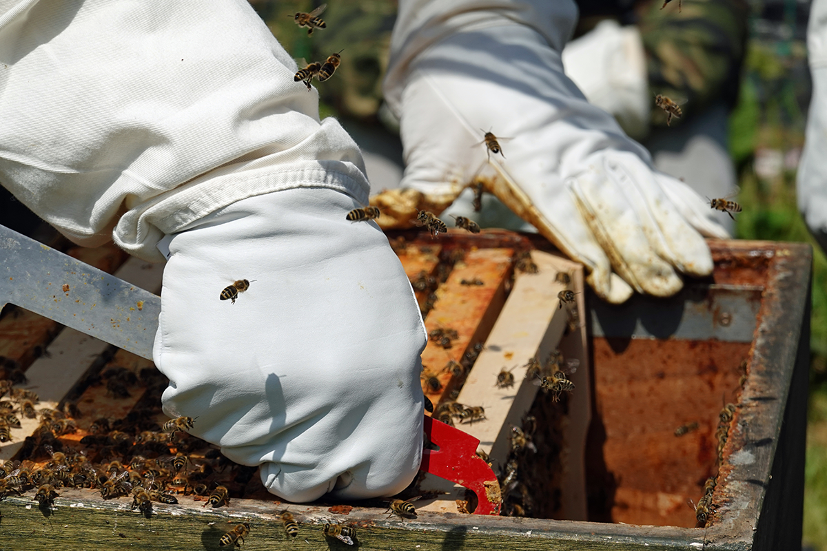 Eine Person in Schutzkleidung hebt mit einem Werkzeug ein Rähmchen aus einem Bienenkasten (Foto: Thomas Hohenschue)