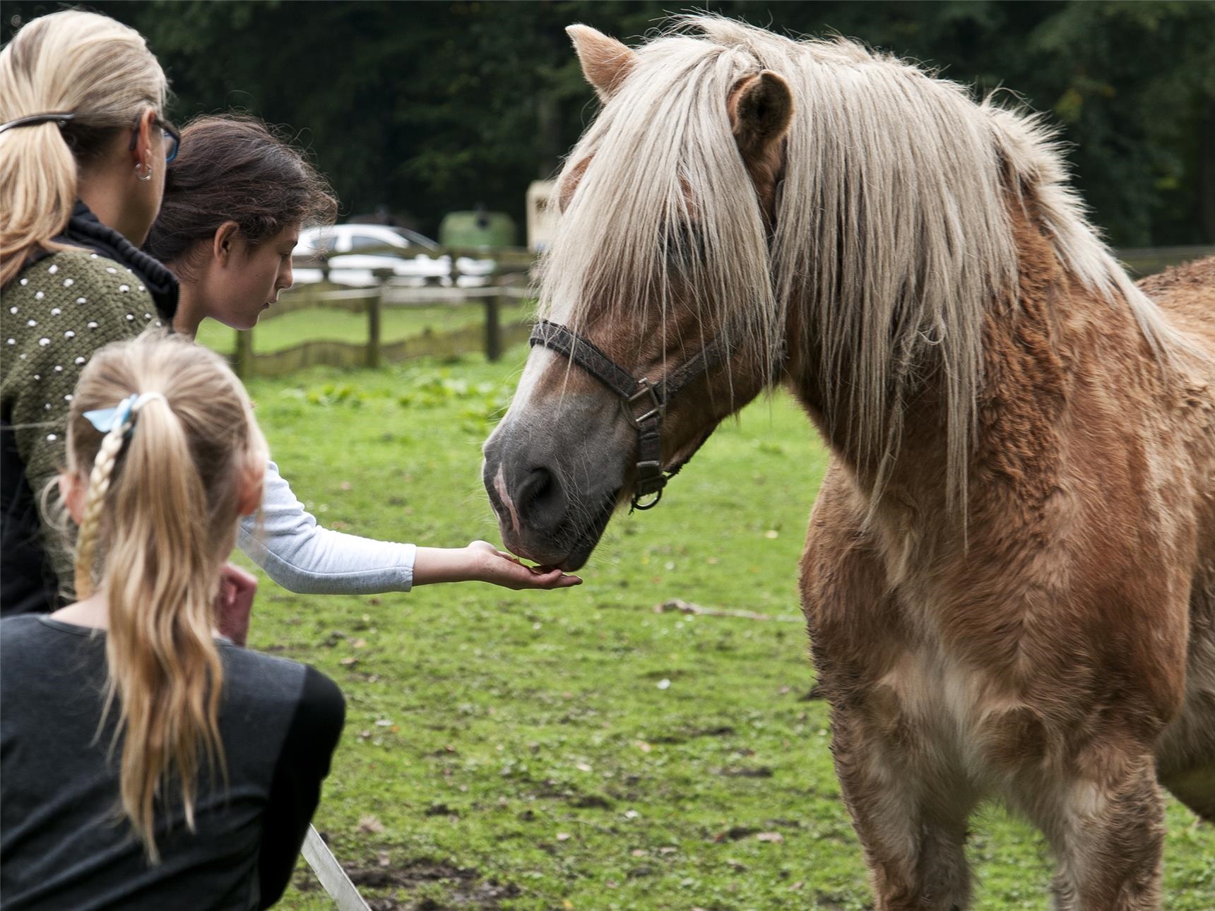 drei Kinder füttern ein Pferd (Petra Lamers)