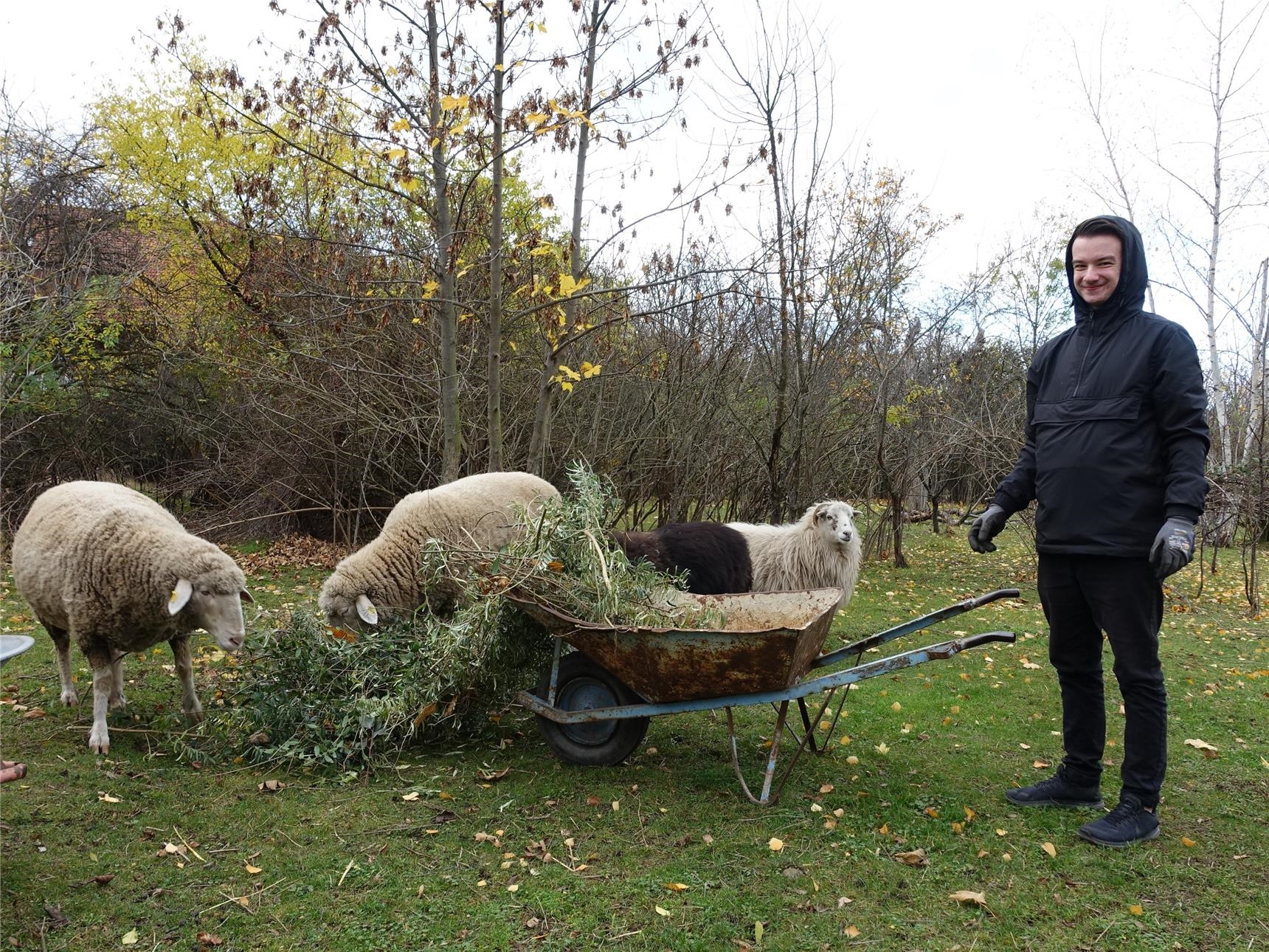 Auch die Schafe werden gefüttert (© BBS Erfurt)