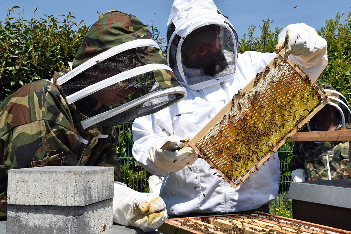 Drei Personen in Schutzkleidung stehen vor einigen Bienenkästen. Eine der Personen hält ein Rähmchen mit Bienen und Honig in den Händen. (Foto: Thomas Hohenschue)