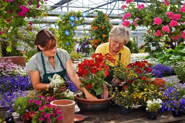 Zwei Gärtnerinnen pflanzen eine Blume in einen Topf (Ingo_Bartussek)
