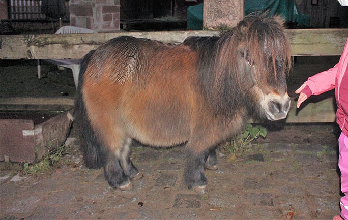 kleines Pony (Caritasverband Darmstadt e. V.)