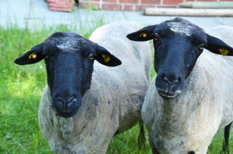 Die neuen Schafe Liesbeth und Meta 