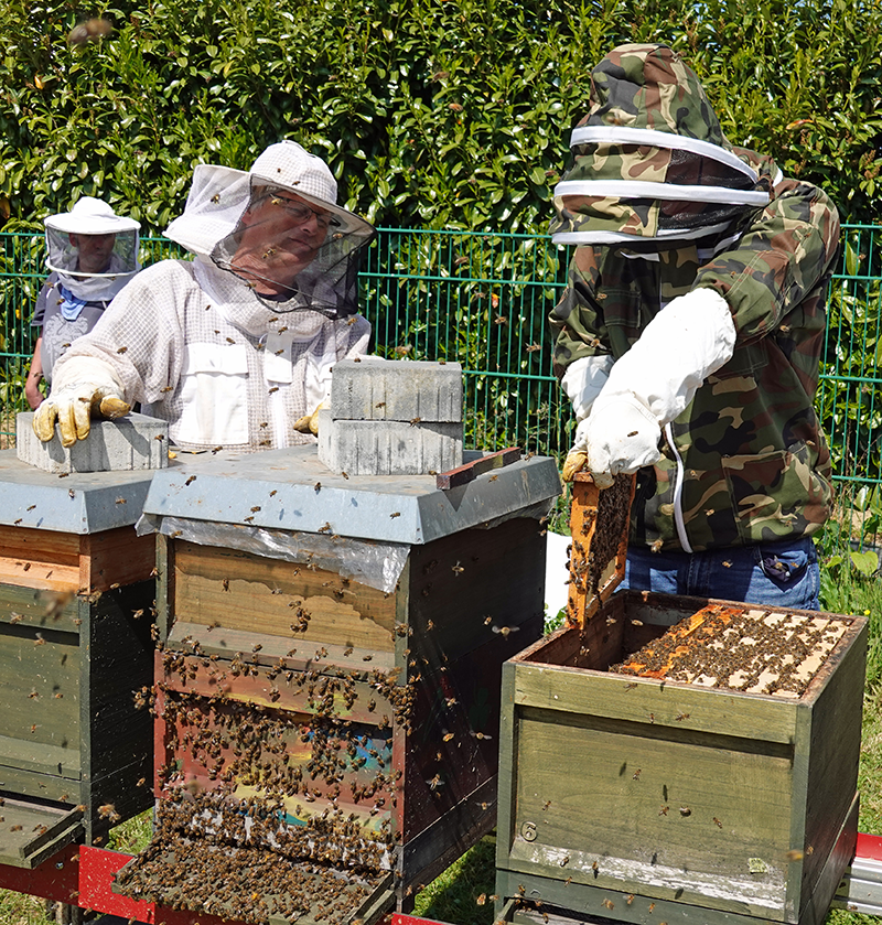 Drei Personen in Schutzkleidung stehen vor einigen Bienenkästen. Eine der Personen stellt ein Rähmchen mit Bienen und Honig in einen der Kästen zurück.. (Foto: Thomas Hohenschue)