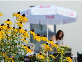 Gelbe Blumen im Innenhof des Seniorenzentrums. Im Hintergrund steht ein Sonnenschirm mit Caritas-Logo. / Werner Krüper